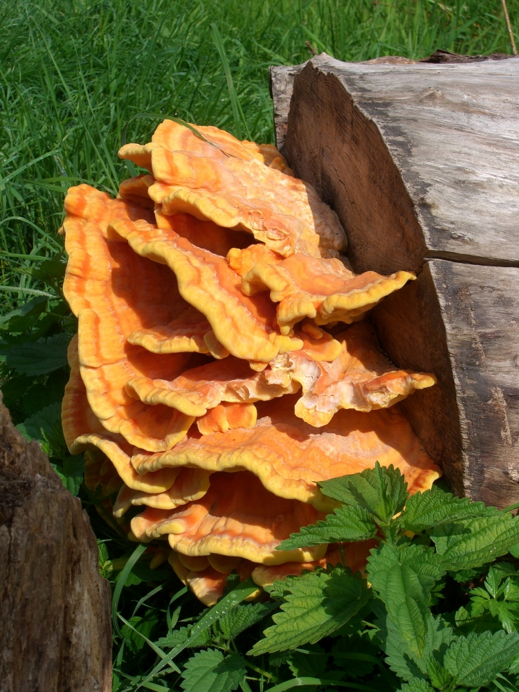 Baumpilze