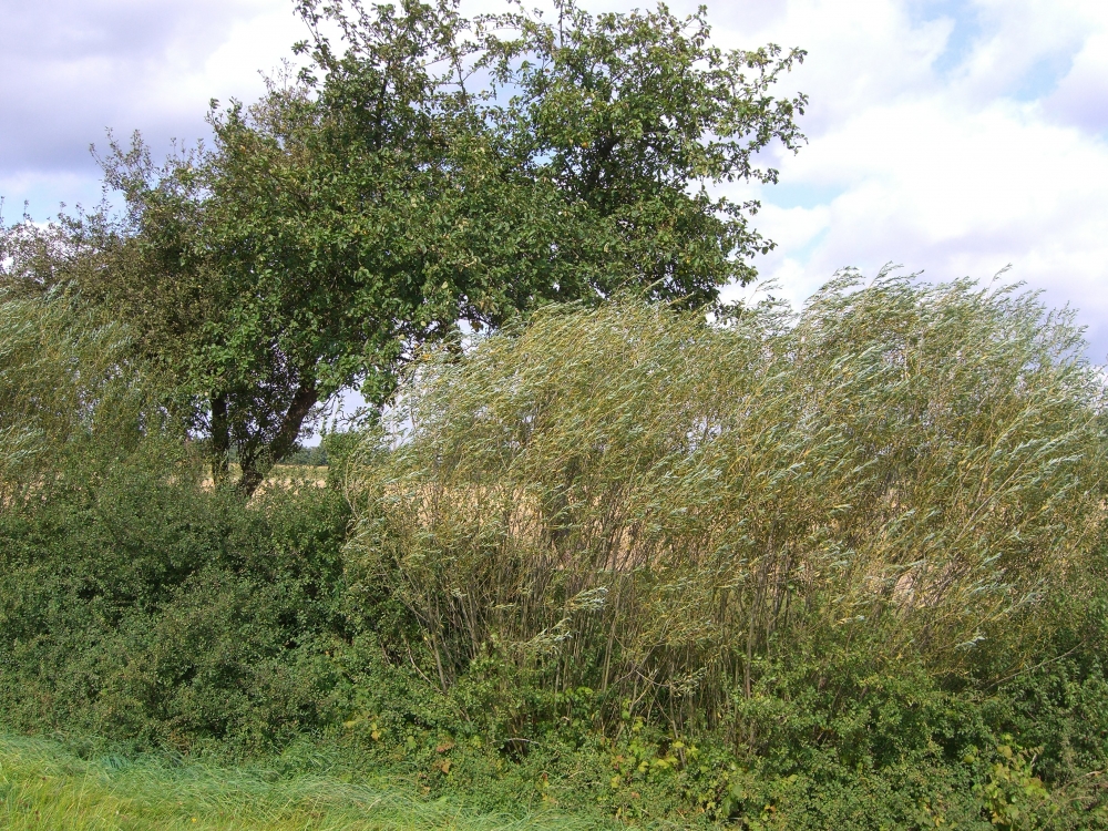 Wind