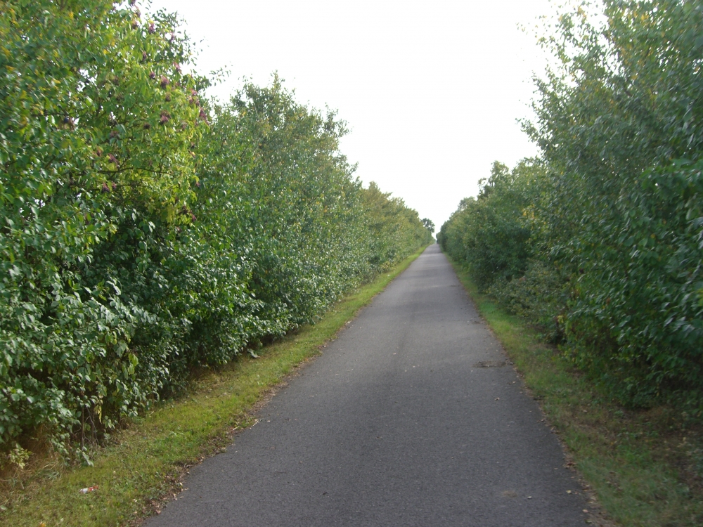 Allee