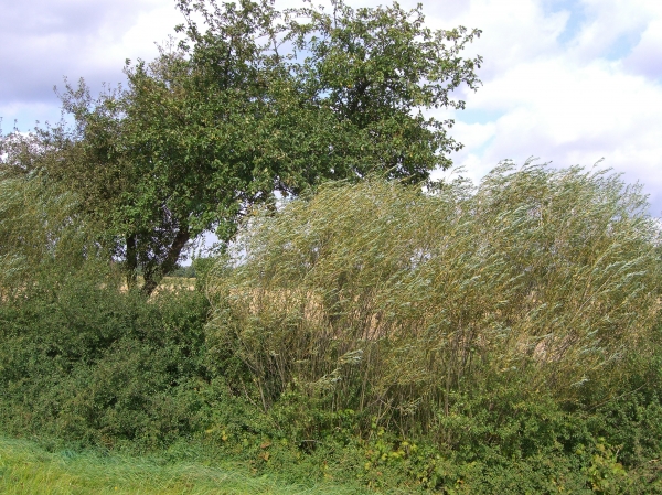 Wind