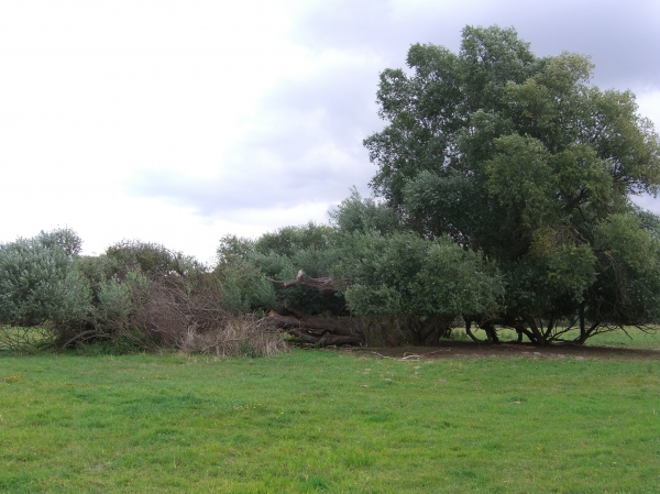 Gewaltsweide