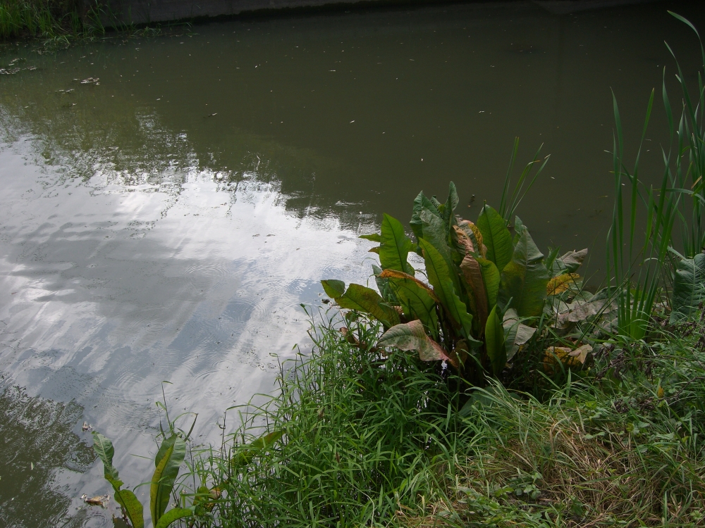 Wasserpflanze