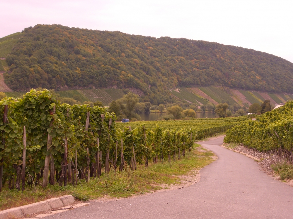 Weg durch die Reben