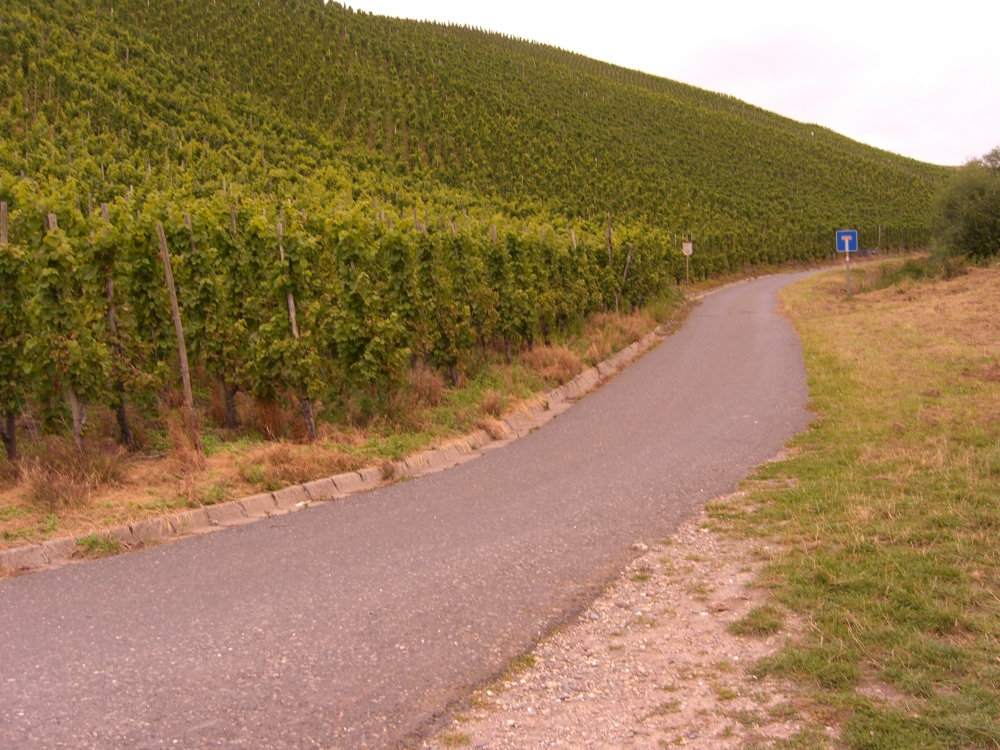 Weg durch die Reben