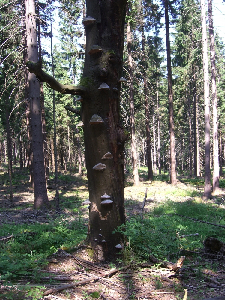 Baumpilze