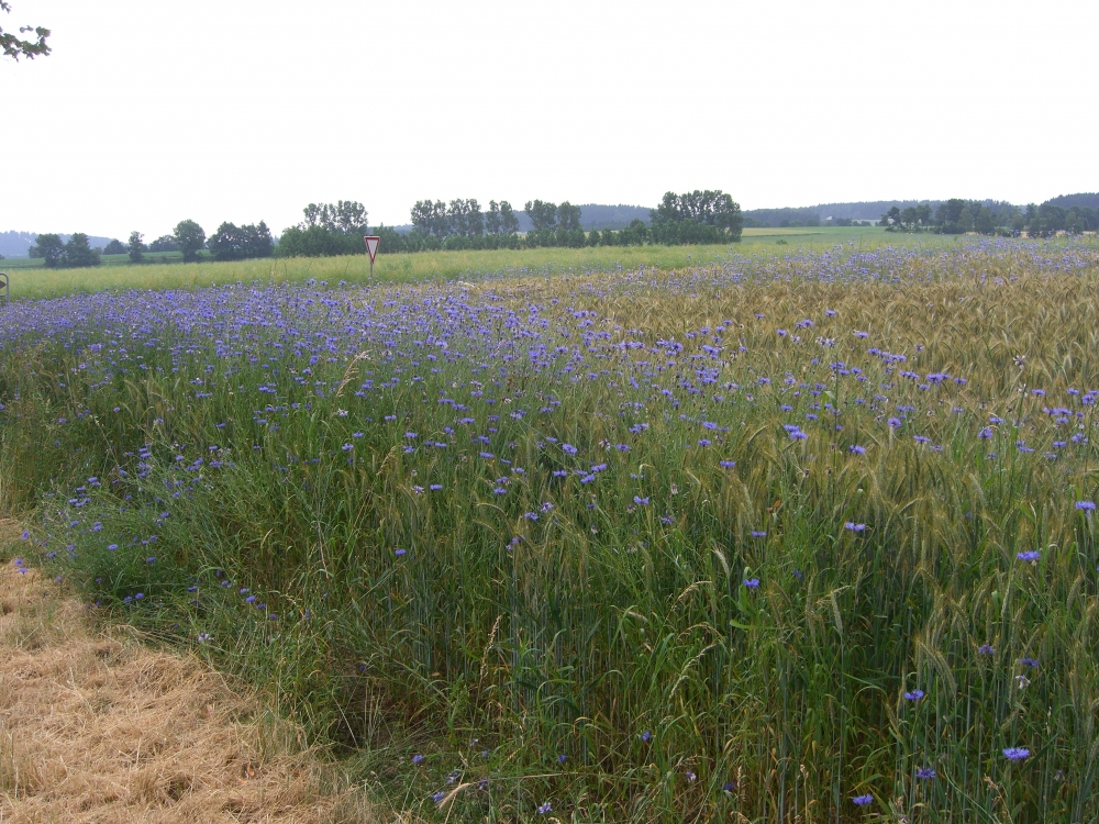Kornblumen