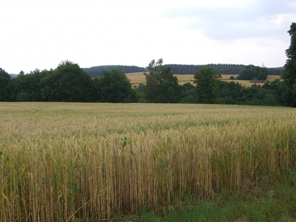 Niederkrossen