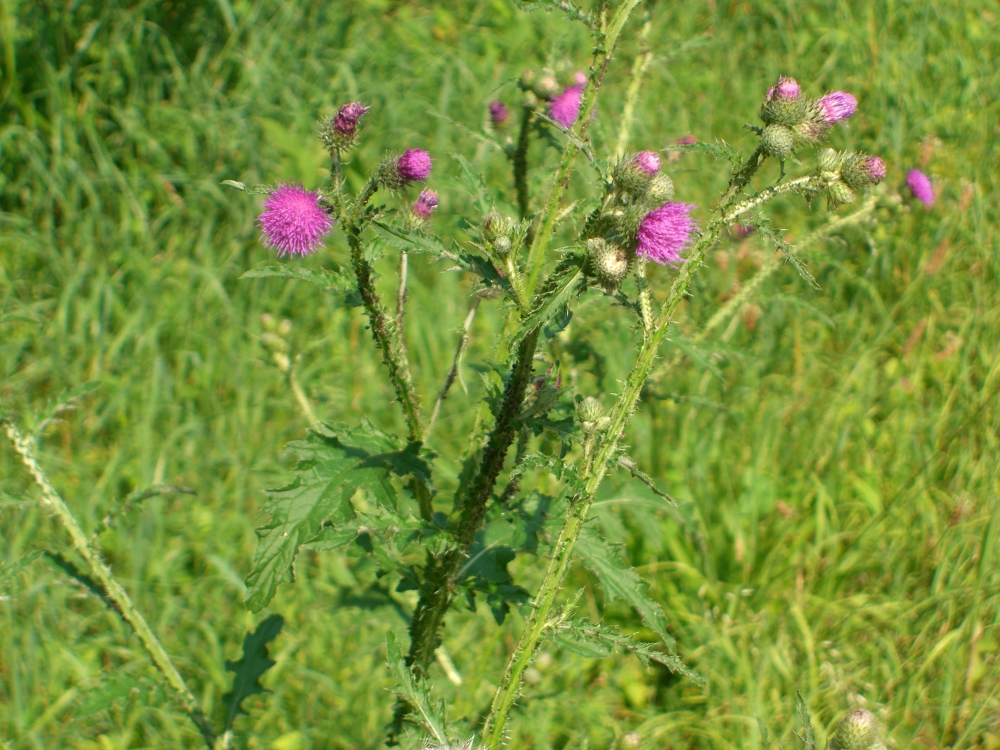 Kratzdistel