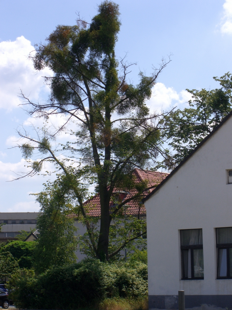 Dessau