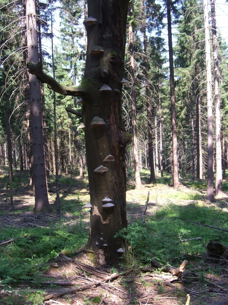 Baumpilze