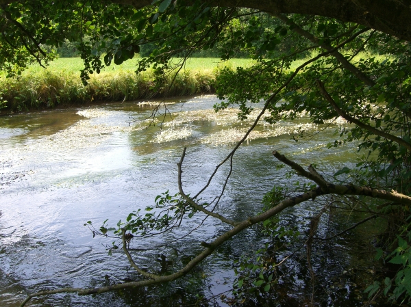 Wasserpflanzen