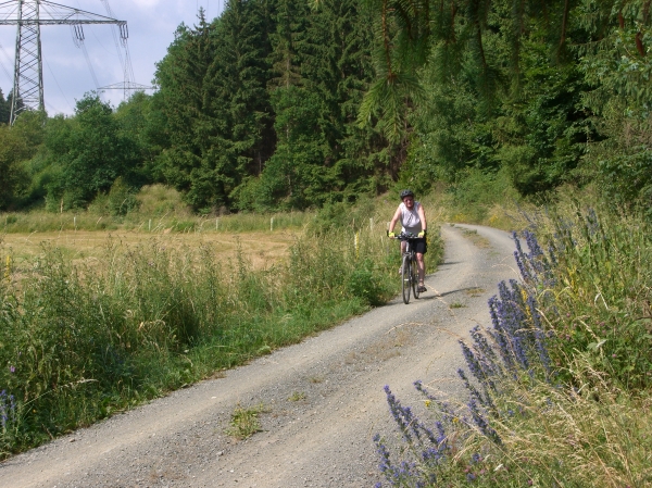 Natternkopf