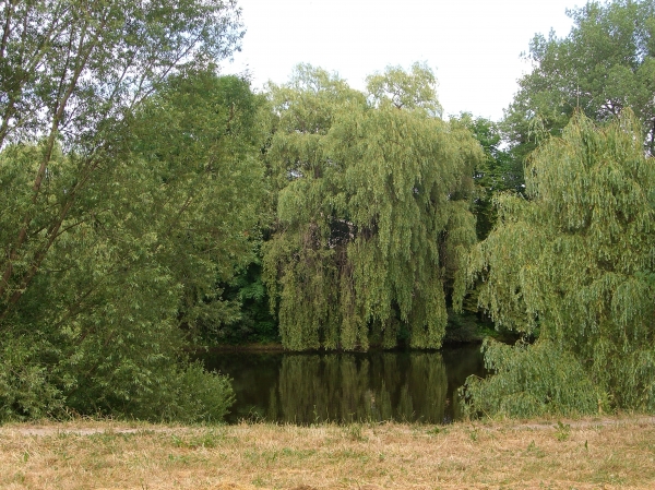 Saalfeld