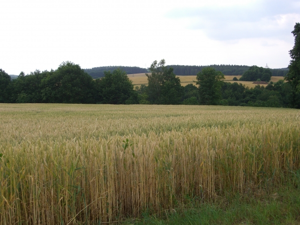 Niederkrossen