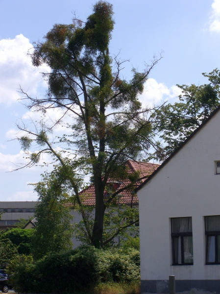 Dessau
