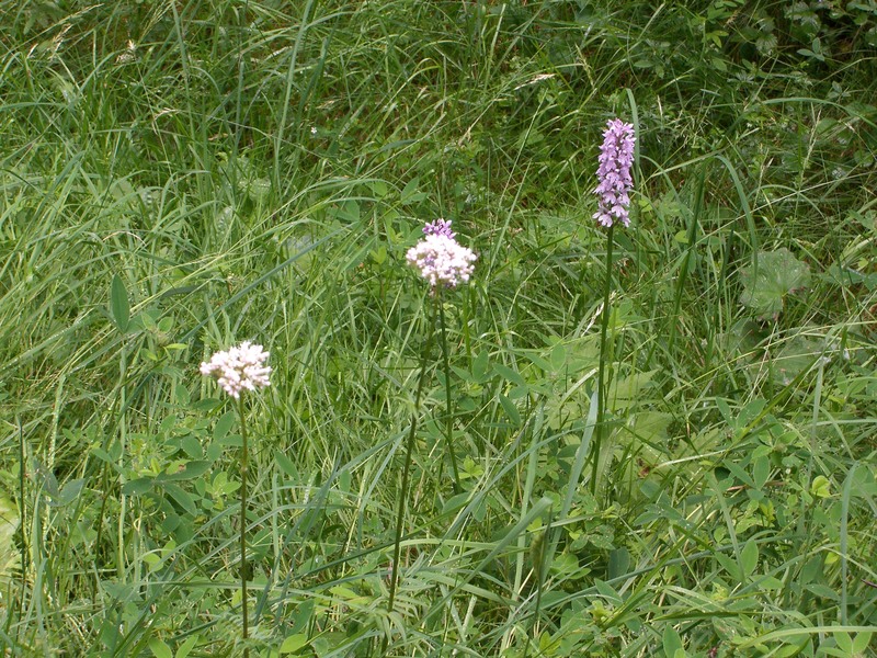 Orchideen