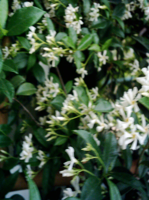 Jasmin